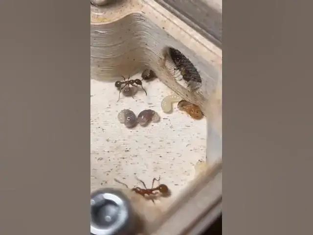 Video thumbnail for Actualización de las Manica Rubida #shorts #manicarubida #ants #hormigas