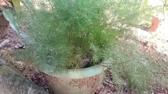 Video thumbnail for Asparagus setaceus