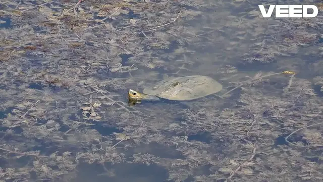 Video thumbnail for Discover the Amazing Softshell Turtle!