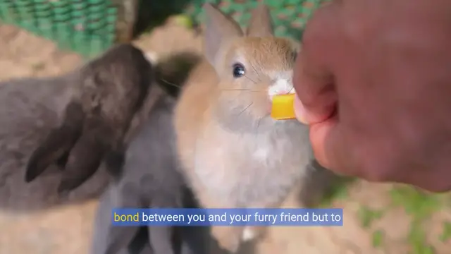 Video thumbnail for Hop Into Understanding: Decoding Your Rabbit's Behavior