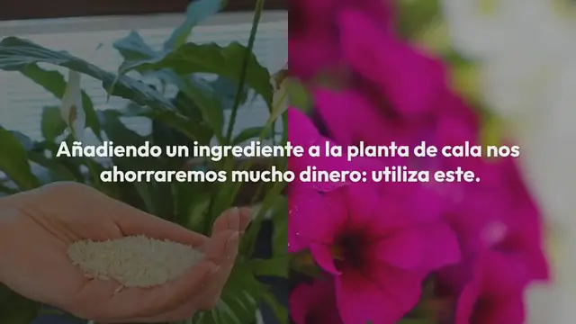 Video thumbnail for Calla, añade esto a la planta: ahorrarás mucho dinero