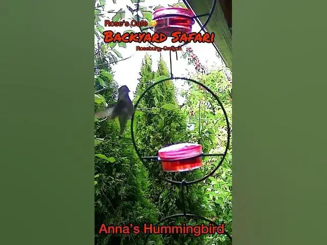 Video thumbnail for Backyard Safari #birdwatching