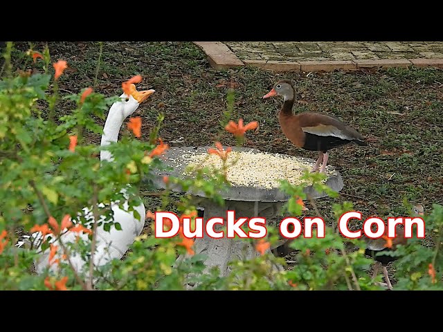 Video thumbnail for Black-bellied Whistling Ducks defending their corn.