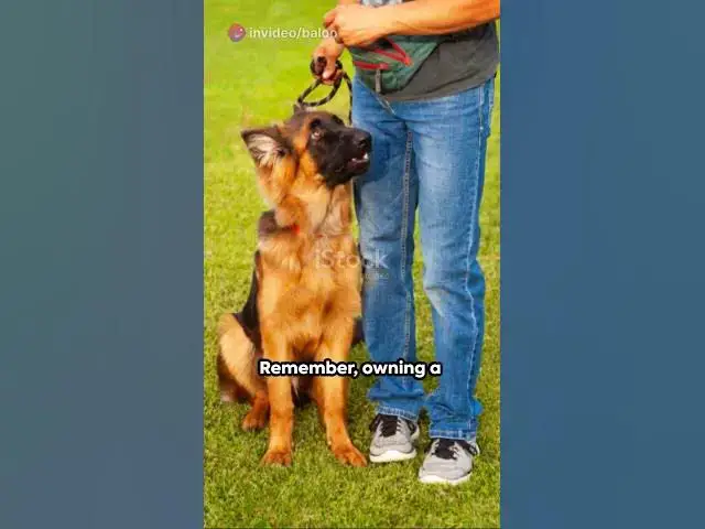 Video thumbnail for German Shepherds  Unparalleled Companion  #dog #germanshepherd #happydog #gsd