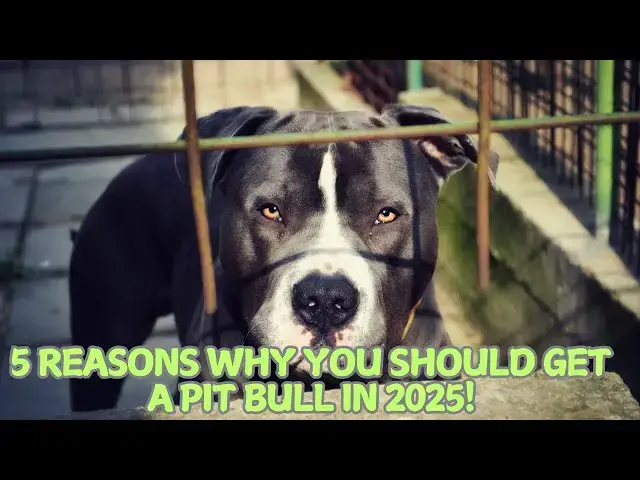 Video thumbnail for 5 Reasons Why You Should Get a Pit Bull in 2025! 🐶