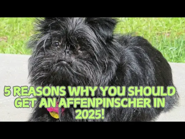 Video thumbnail for 5 Reasons Why You Should Get an Affenpinscher in 2025! 🐒