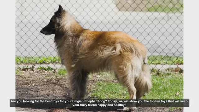 Video thumbnail for Top 10 Toys for Your Belgian Shepherd: Keep Your Dog Happy and Healthy!