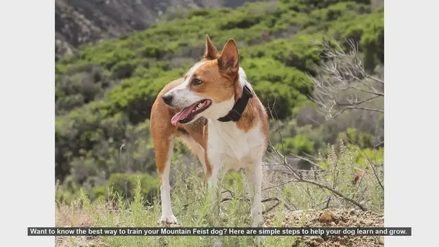 Video thumbnail for How to Train Your Mountain Feist Dog: Simple Steps for Success