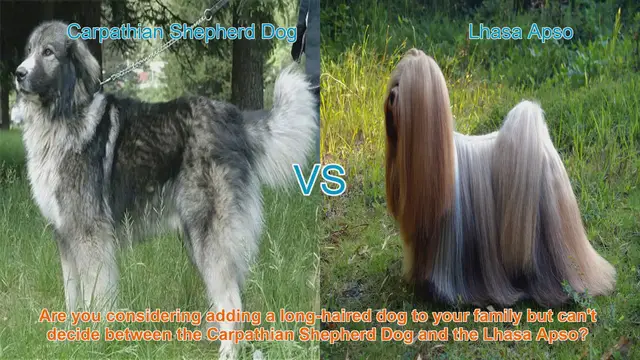 Video thumbnail for Carpathian Shepherd Dog vs. Lhasa Apso: A Comparison of Long-Haired Breeds