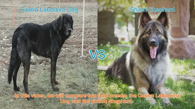 Video thumbnail for Comparing Castro Laboreiro Dog and Shiloh Shepherd: A Comprehensive Guide