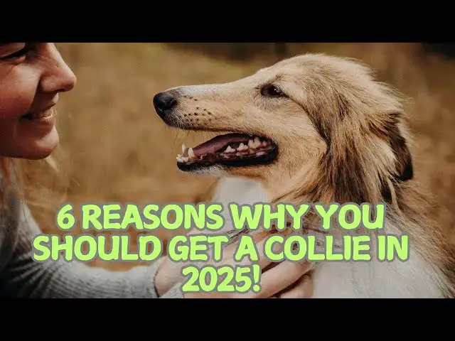 Video thumbnail for 6 Reasons Why You Should Get a Collie in 2025! 🌟