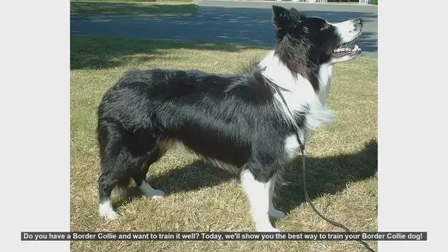 Video thumbnail for Ultimate Guide to Training Your Border Collie