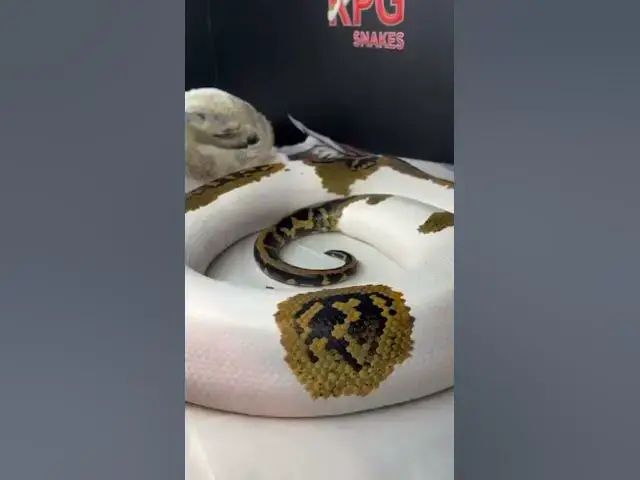 Video thumbnail for Snake breeding tip from The BURM BOSS🐍 #snake #burmesepythons #fypyoutube #foryou