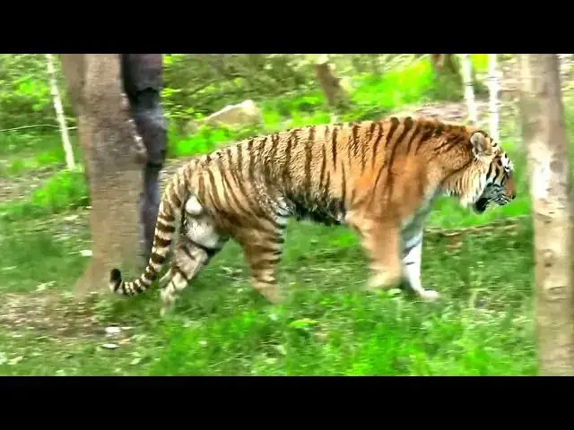 Video thumbnail for How Do Tigers Adapt Their Communication in Rainy Seasons?