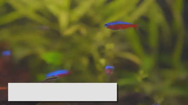 Video thumbnail for Top Community Fish: Perfect Choices for a Peaceful Tank