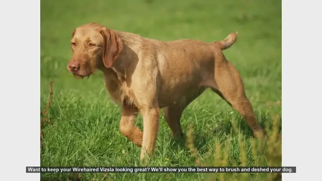 Video thumbnail for How to Brush and Deshed Your Wirehaired Vizsla: A Step-by-Step Guide