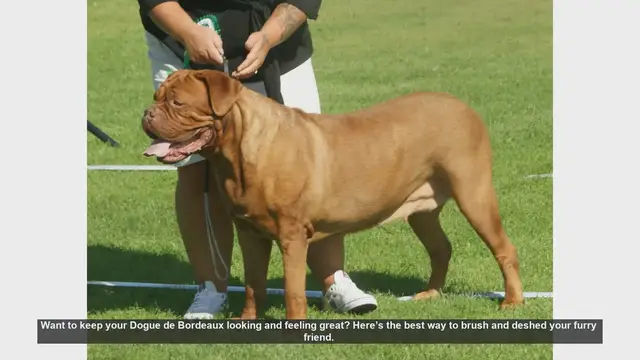 Video thumbnail for How to Brush and Deshed Your Dogue de Bordeaux: Tips for a Healthy Coat