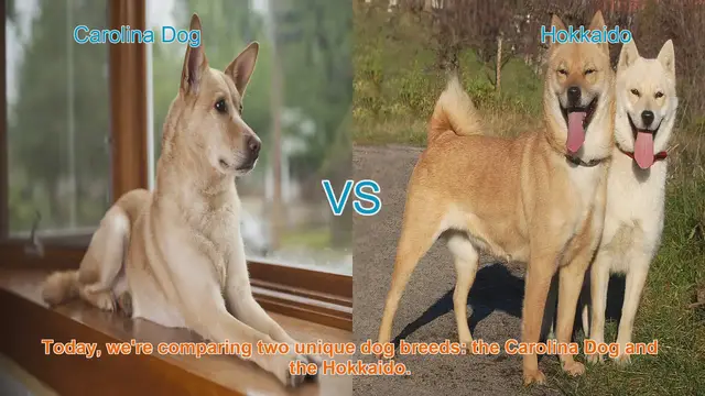 Video thumbnail for Carolina Dog vs. Hokkaido: A Comprehensive Comparison