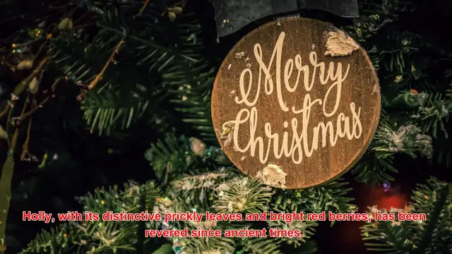 Video thumbnail for Why Are Holly And Ivy Traditional Christmas Decorations?