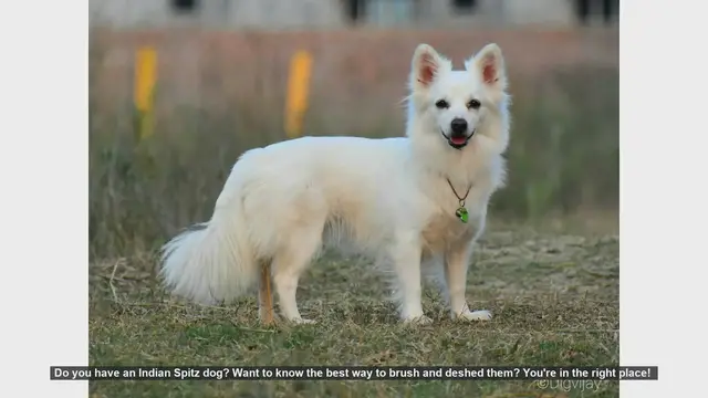 Video thumbnail for How to Brush and Deshed Your Indian Spitz: A Step-by-Step Guide