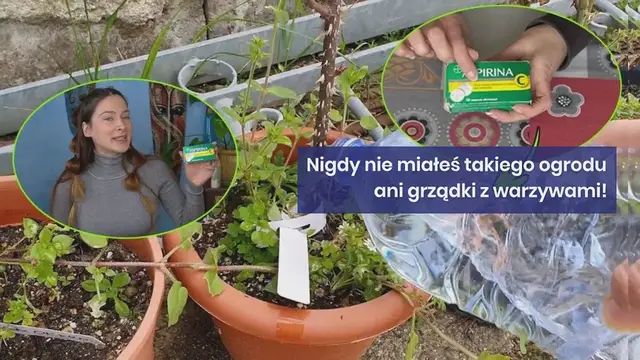 Video thumbnail for Aspiryna: natychmiast dodaj do roślin. Nigdy nie miałeś takiego ogrodu ani grządki z warzywami!
