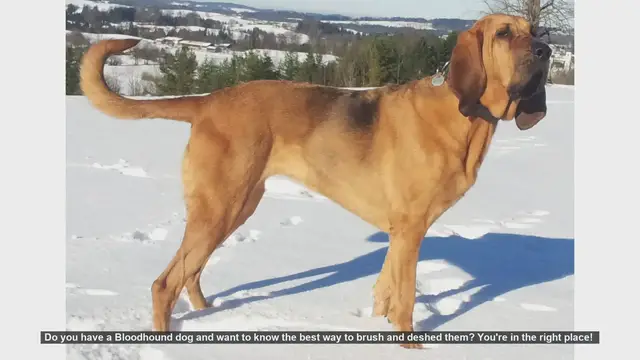 Video thumbnail for How to Brush and Deshed Your Bloodhound: Essential Tips