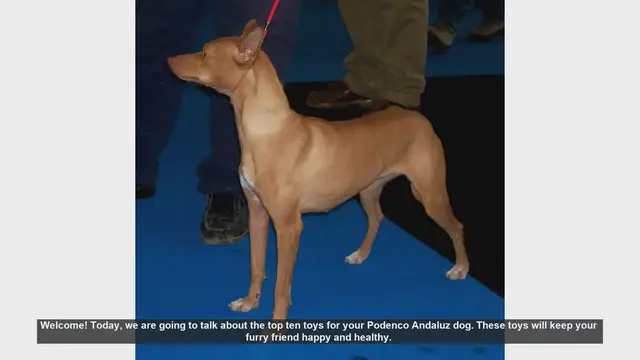 Video thumbnail for Top 10 Toys for Your Podenco Andaluz Dog