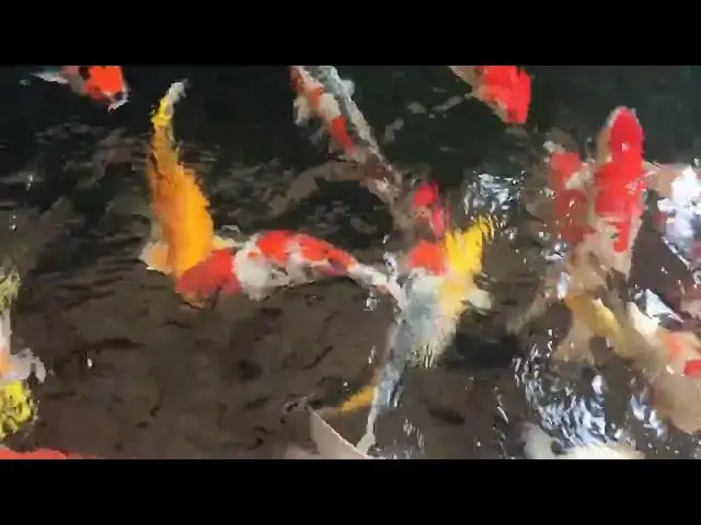 Video thumbnail for Winter Care for Koi Fish: Preparing Your Pond for Cold Weather