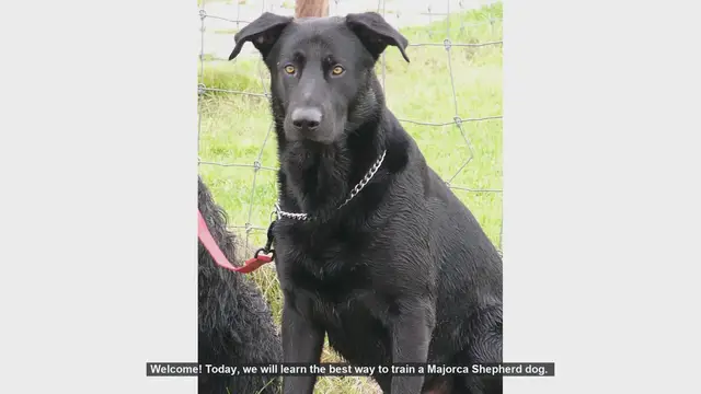 Video thumbnail for How to Train Your Majorca Shepherd Dog: Tips and Techniques