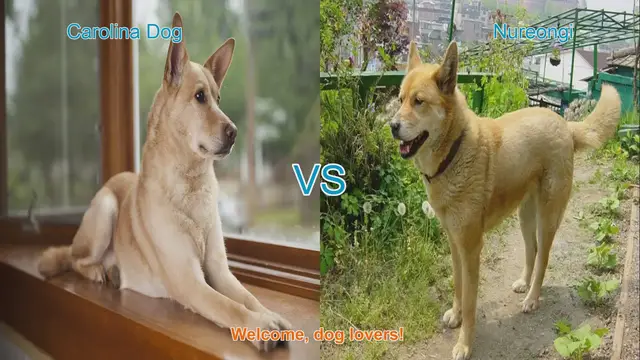 Video thumbnail for Carolina Dog vs. Nureongi: A Comparative Guide for Dog Lovers