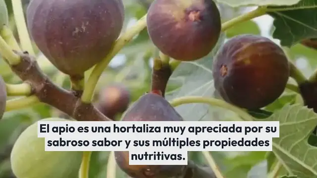 Video thumbnail for Cultivar apio como un experto: consejos prácticos para una cosecha exitosa