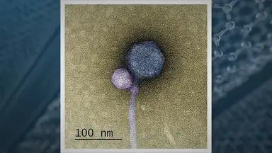 'Video thumbnail for Discovery: A virus that attaches to another virus'