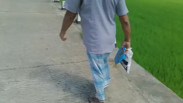 Video thumbnail for padi field