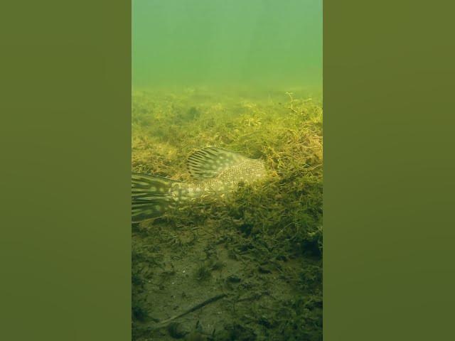 Video thumbnail for This fish was buried from almost head to fin in grass 🤨 Have you seen anything like this before?