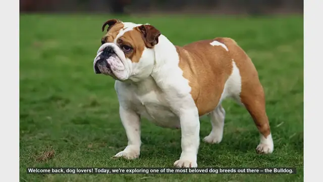 Video thumbnail for Top 10 Surprising Facts About Bulldogs