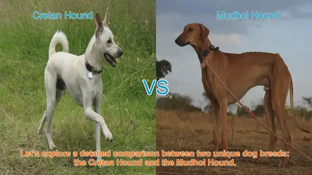 Video thumbnail for Comparing Cretan Hound and Mudhol Hound: A Comprehensive Guide