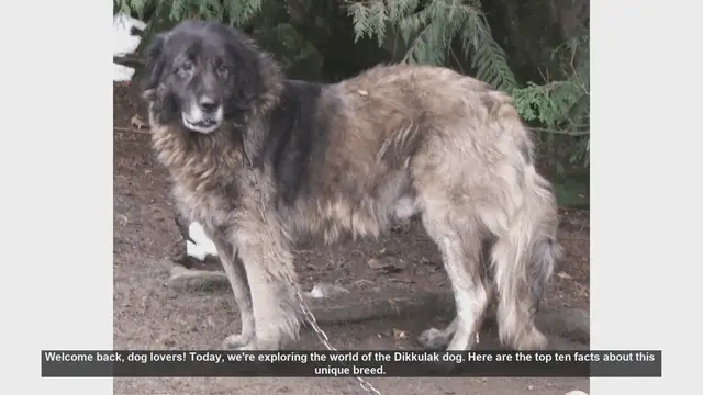 Video thumbnail for Top 10 Fascinating Facts About the Dikkulak Dog