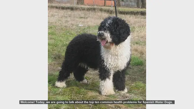 Video thumbnail for Top 10 Common Health Problems in Spanish Water Dogs