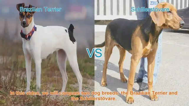 Video thumbnail for Comparing Brazilian Terrier and Schillerstövare: Origins, Characteristics, and Temperament