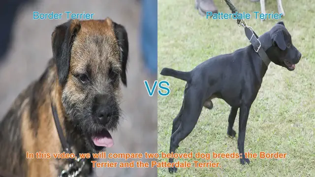 Video thumbnail for Border Terrier vs. Patterdale Terrier: A Comparison of Two Energetic Breeds