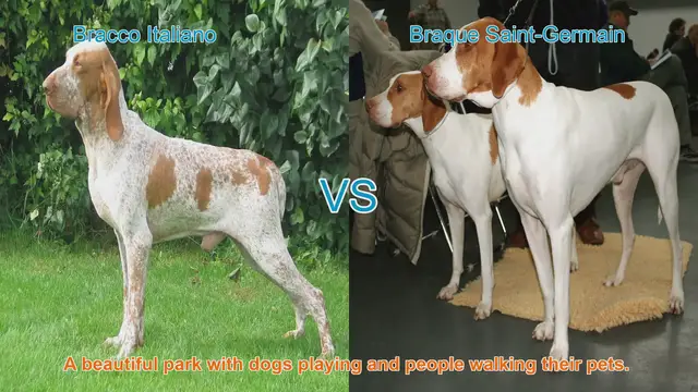 Video thumbnail for Meet the Bracco Italiano and Braque Saint-Germain: Origins, Characteristics, and Temperament