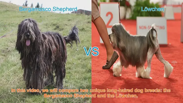 Video thumbnail for Bergamasco Shepherd vs. Löwchen: A Comparison of Unique Long-Haired Dog Breeds