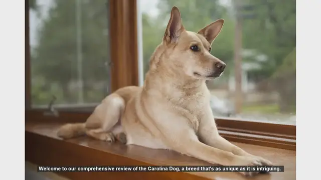 Video thumbnail for Carolina Dog: The Unique and Loyal American Dingo