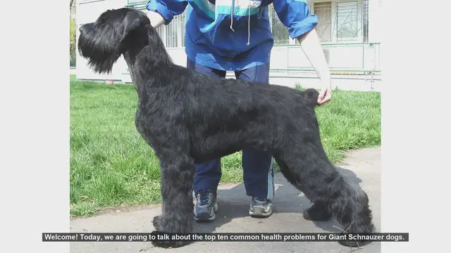 Video thumbnail for Top 10 Common Health Problems in Giant Schnauzer Dogs