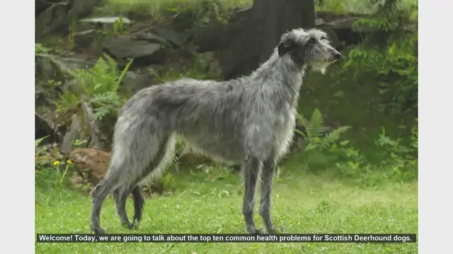 Video thumbnail for Top 10 Common Health Problems in Scottish Deerhounds