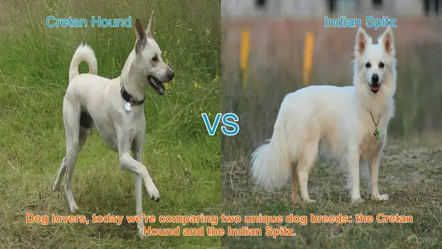 Video thumbnail for Comparing Cretan Hound and Indian Spitz: Origins, Traits, and Care