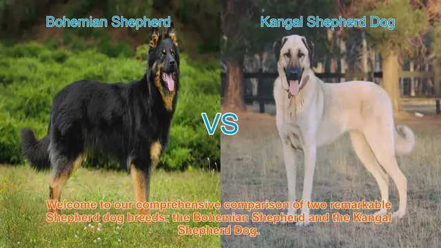 Video thumbnail for Bohemian Shepherd vs. Kangal Shepherd Dog: A Comprehensive Comparison
