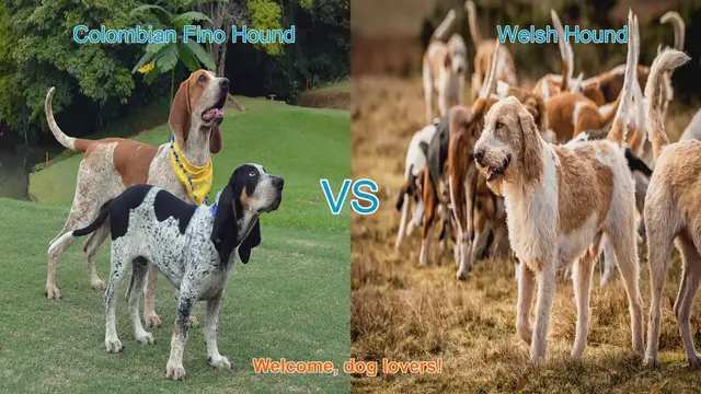 Video thumbnail for Comparing Colombian Fino Hound and Welsh Hound: A Guide for Dog Lovers