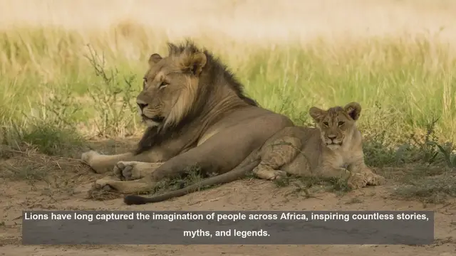 Video thumbnail for 10 Lion Myths in African Culture: Separating Fact from Fiction