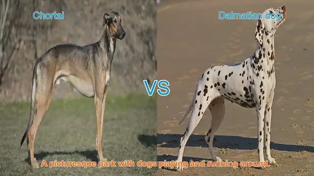 Video thumbnail for Chortai vs. Dalmatian: Breed Comparison and Characteristics
